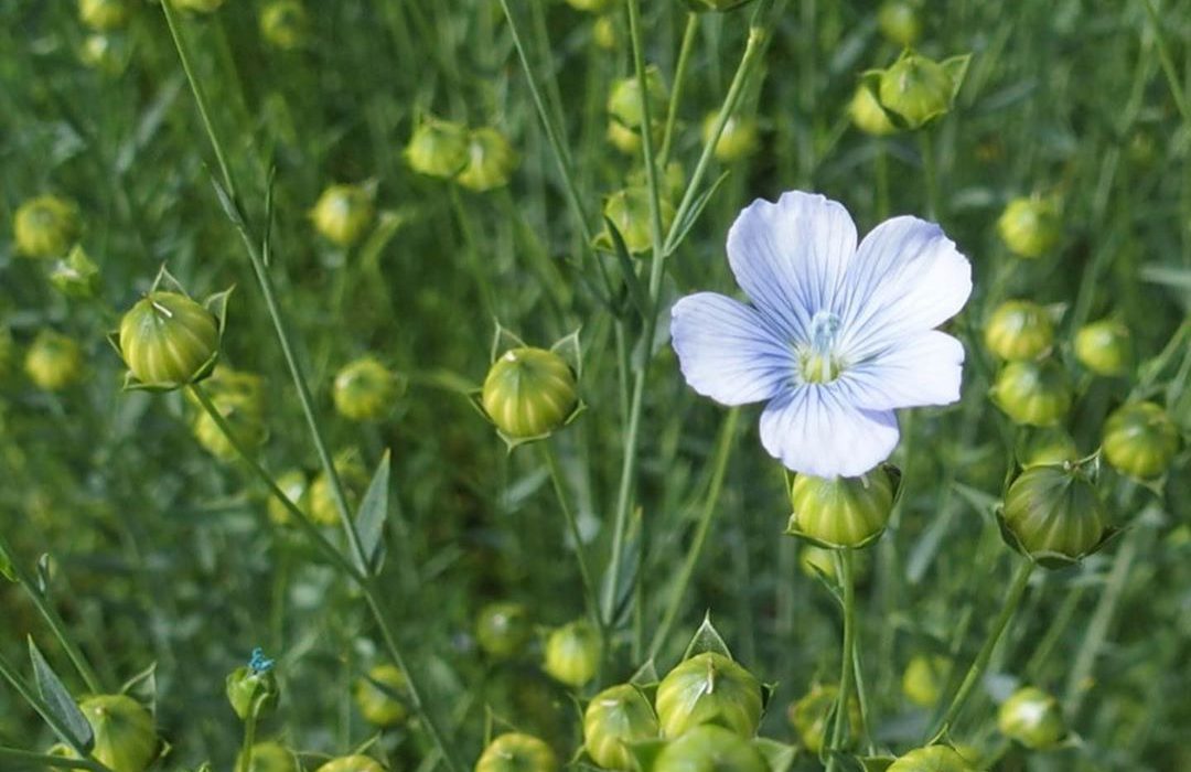 Flax in bloom – day 79 after sowing