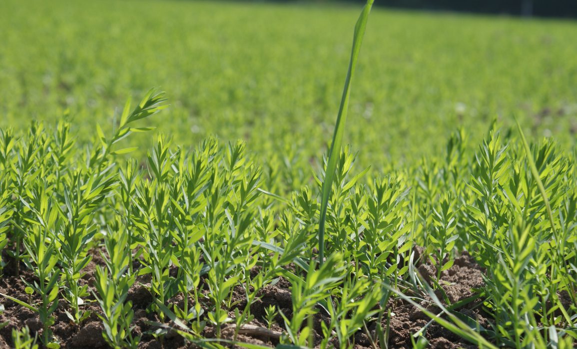Flax seedlings – day 39 after sowing