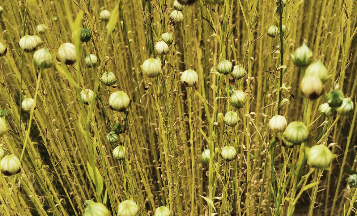 Ripening flax, day 90 of 100 