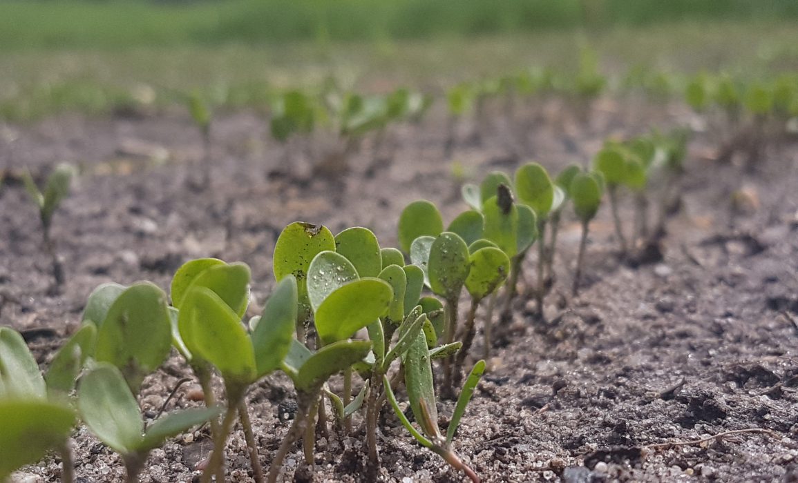 flax development two weeks after sowing