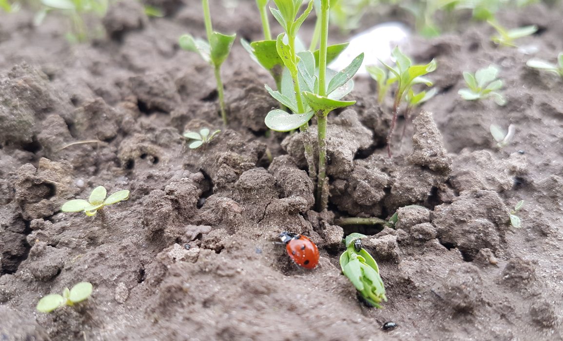 young flax plants after four weeks of growth