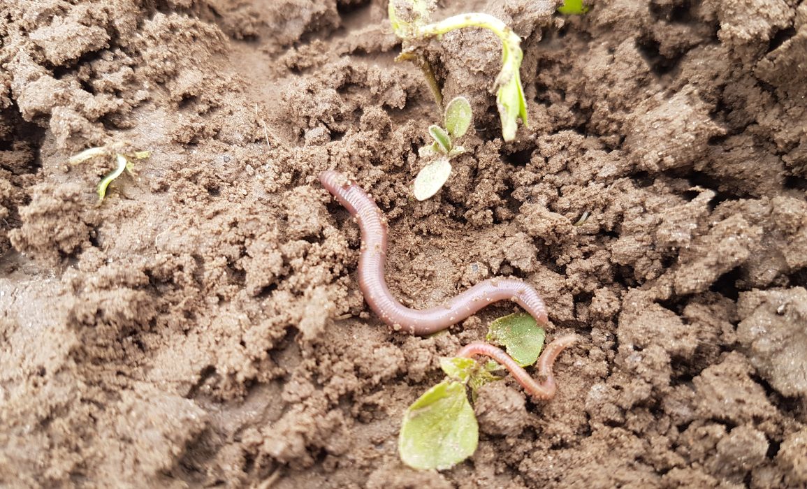 an abundance of worms at ekoboerderij de lingehof