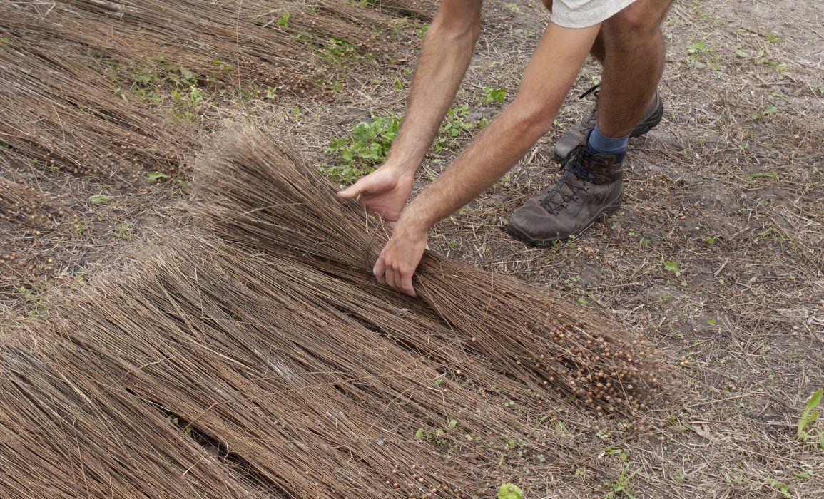 rolling the flax up into a sheave
