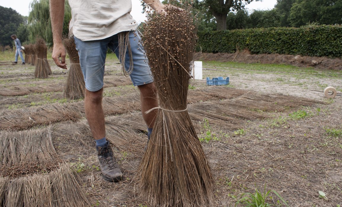 the resulting flax sheave is ready 