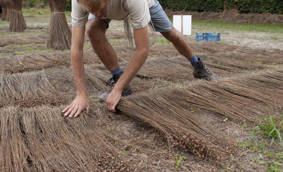 separating the flax to mark the end of the sheave