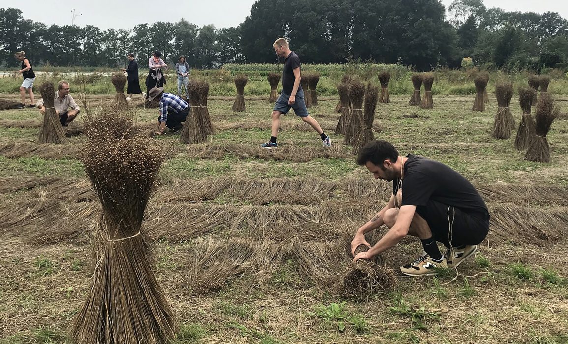 bringing in the flax – day 117