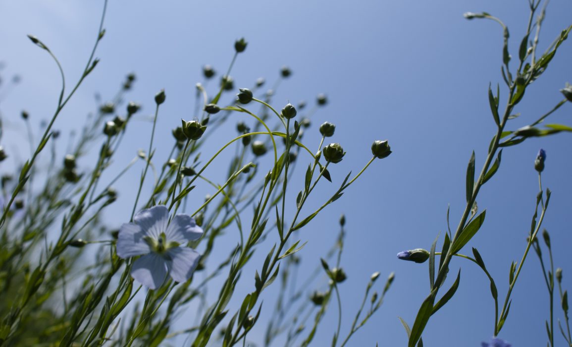 flax bloom – day 57 to 71