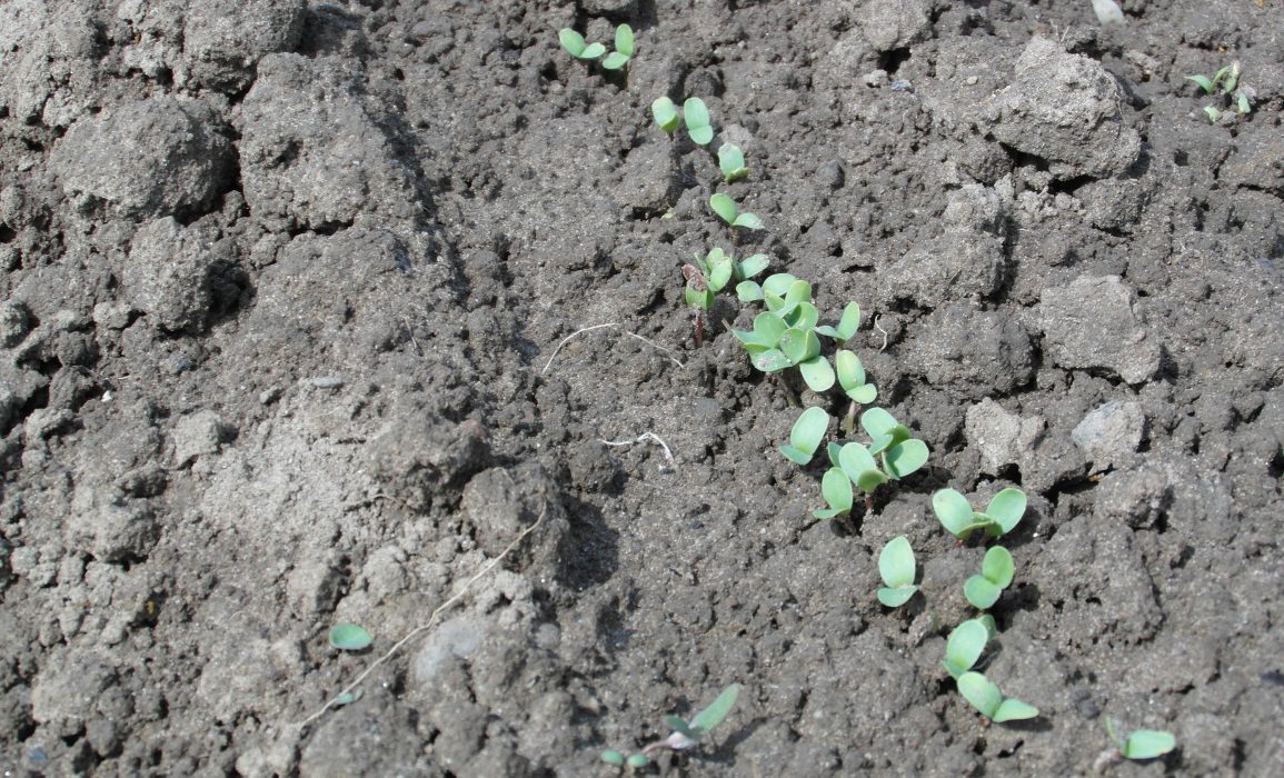 emerging flax seedlings – day 8
