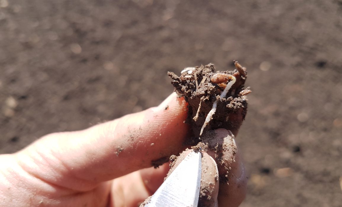 germinating flax seeds – day 7