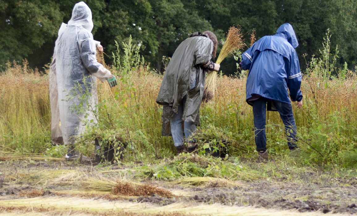 clearing weeds during the flax harvest
