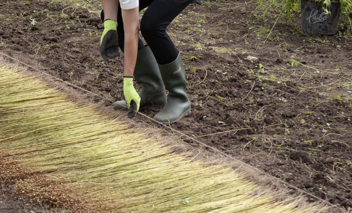 pulling the flax – day 100