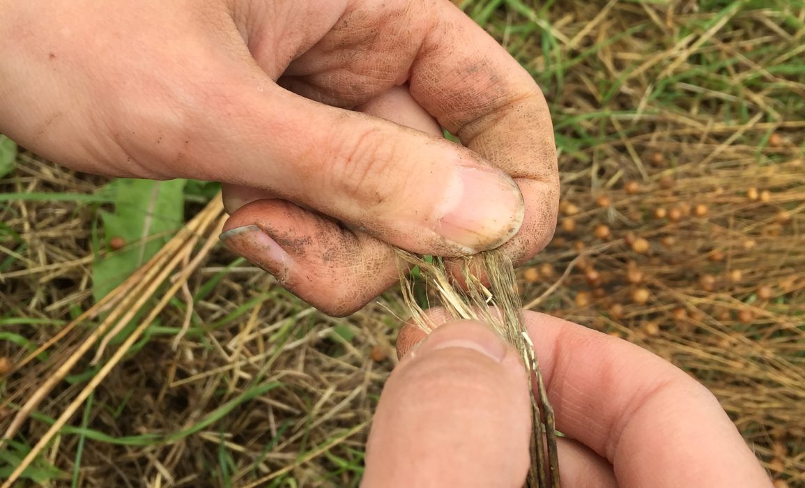 retted flax fibre – day 107