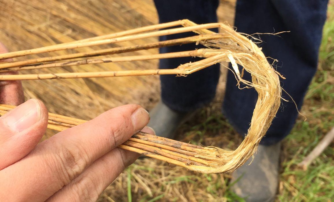 checking the fibre – day 107