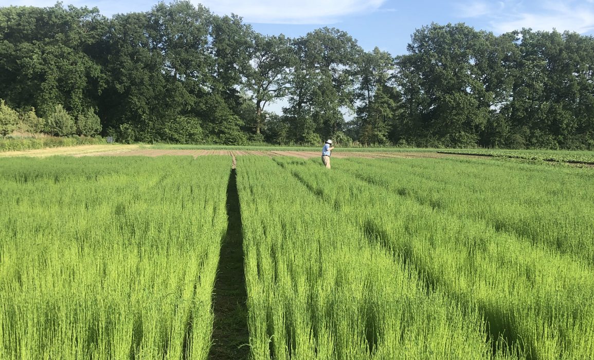 weeding – day 53
