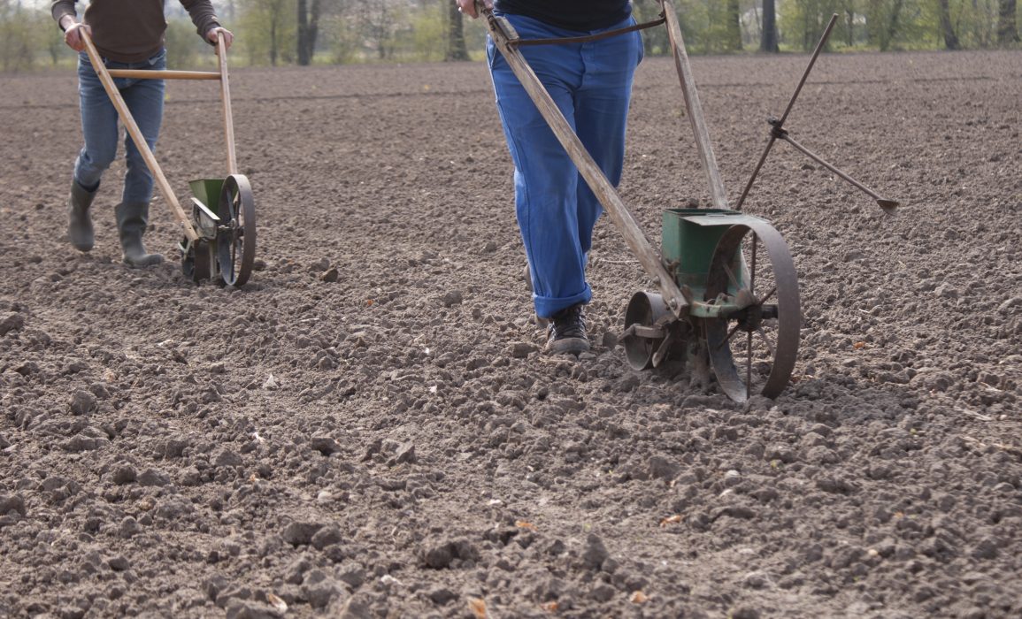 sowing the flax – day 1