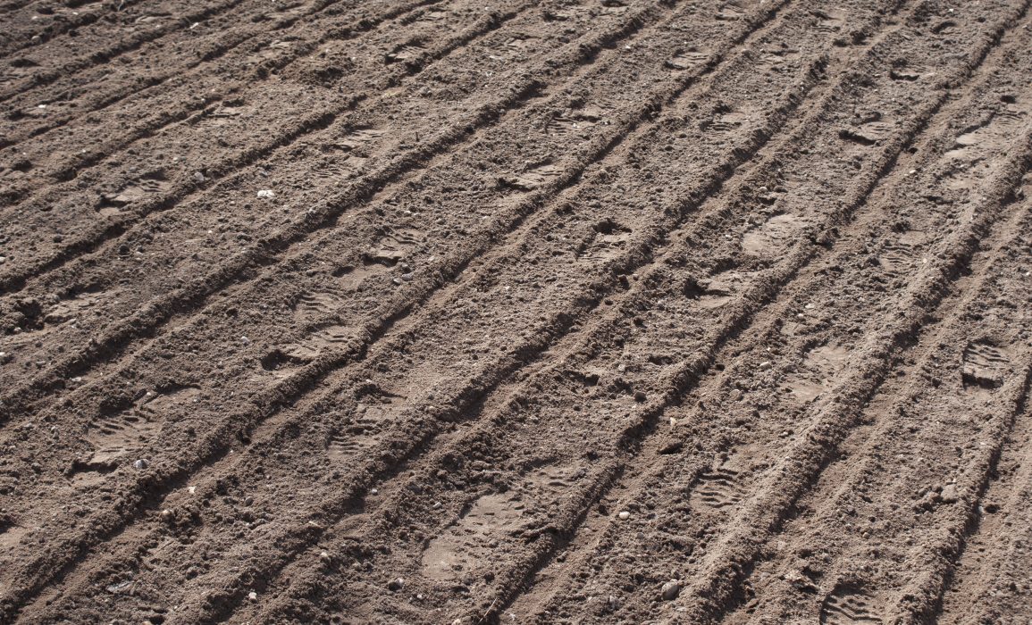 the oil flax field after sowing, before raking