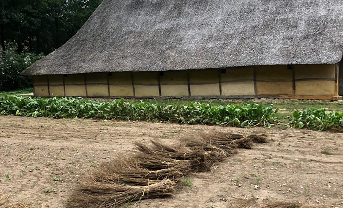 sheaves of retted flax ready for storage and processing