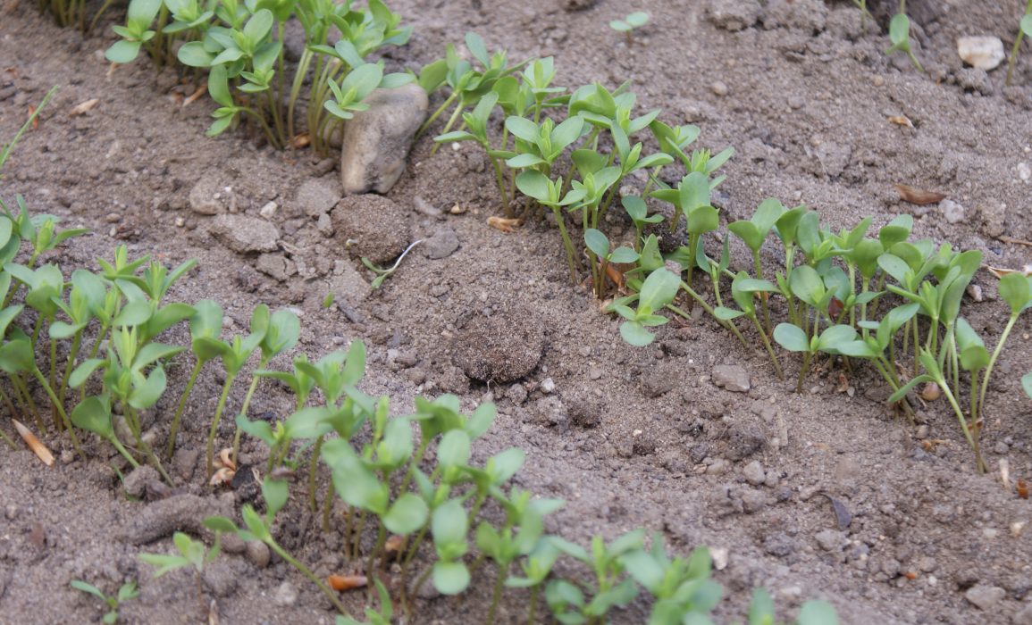 young fibre flax 17 days after seeding