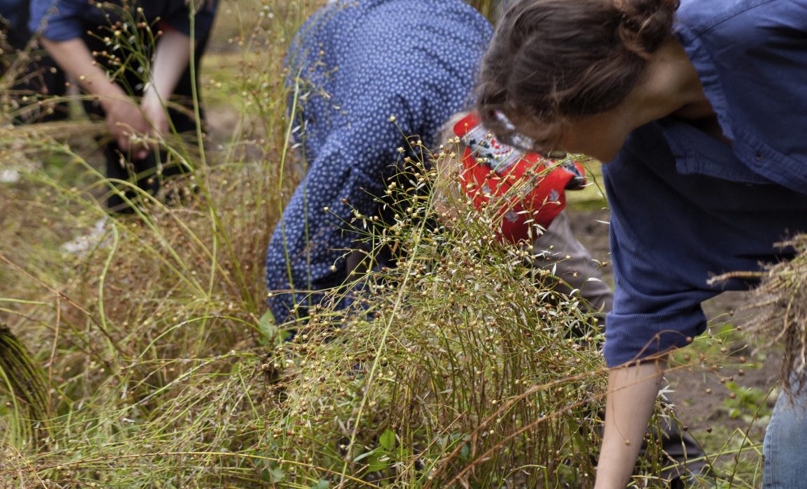 volunteers dressed in 'boerenkiel' for the flax harvest