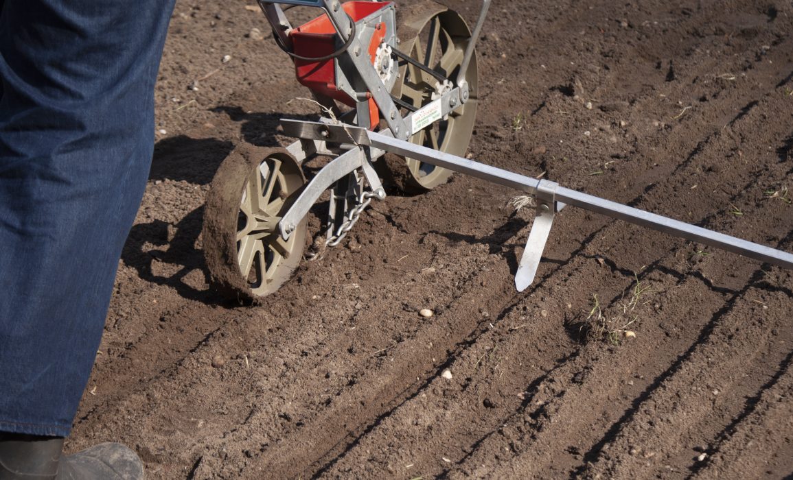 the fibre flax field being sown using the seed drill