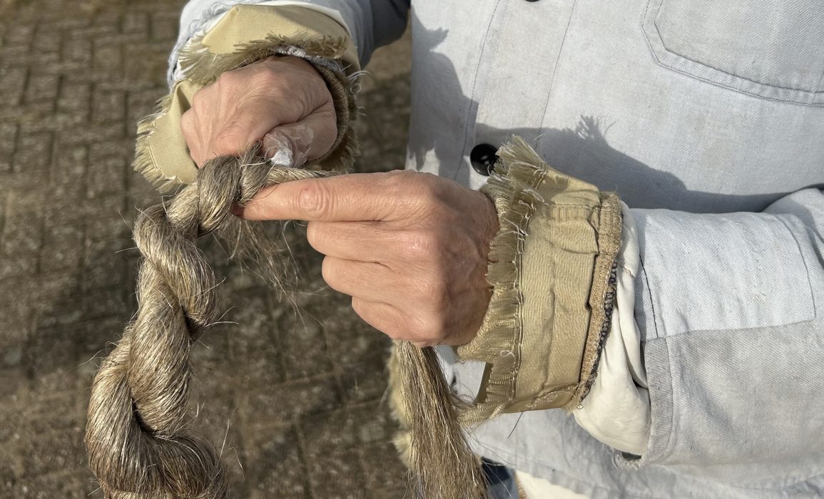 hackled flax is twisted into a flax strick awaiting spinning
