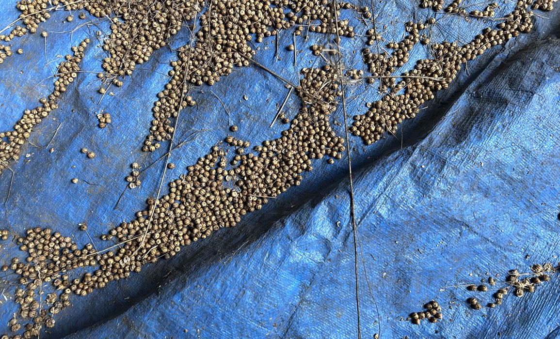 seed pods collected from rippling the harvested flax