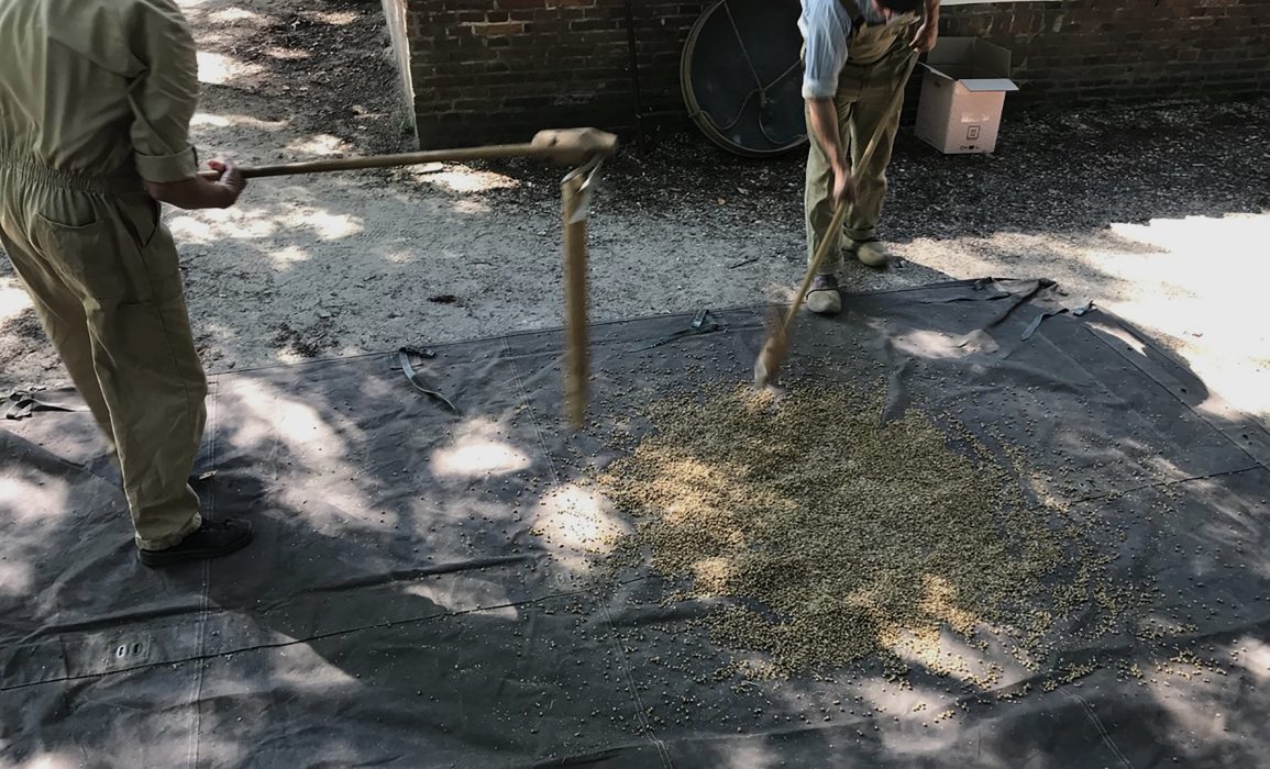 breaking the seed pods with threshing-flails
