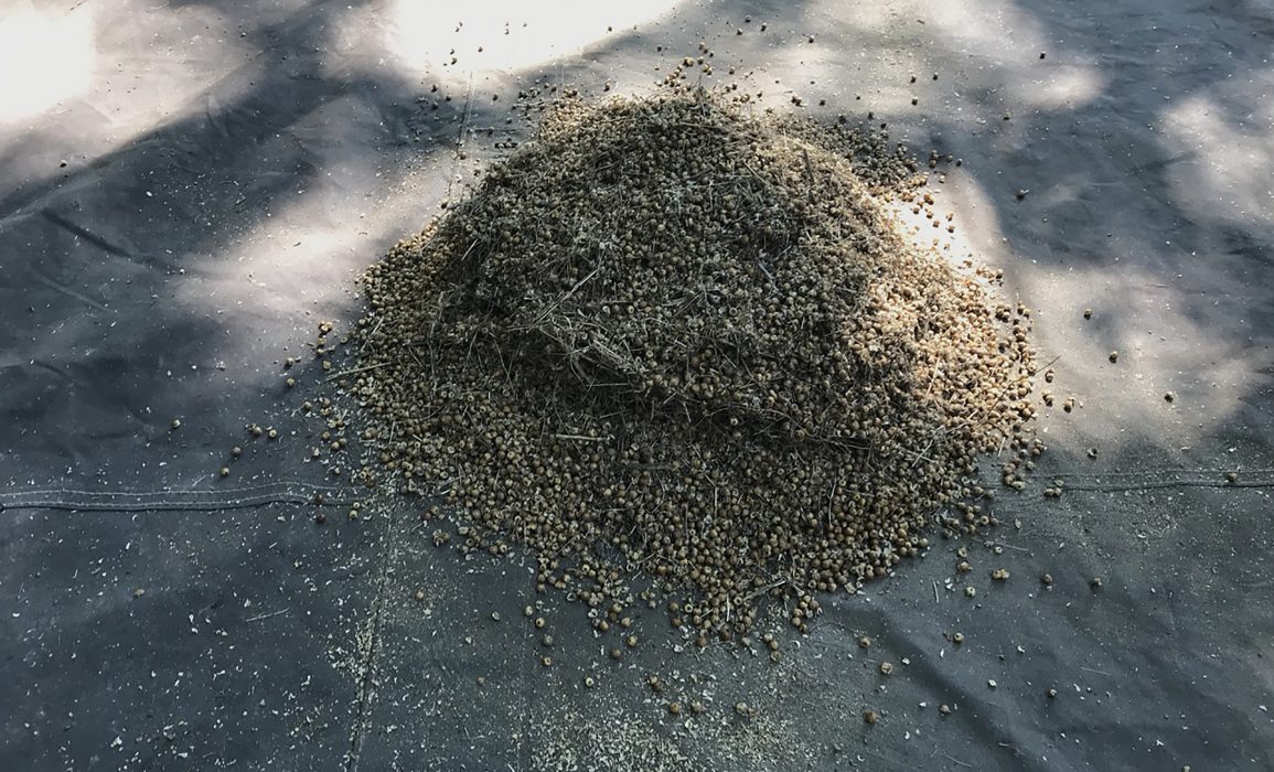 the flax seed pods ready to be threshed