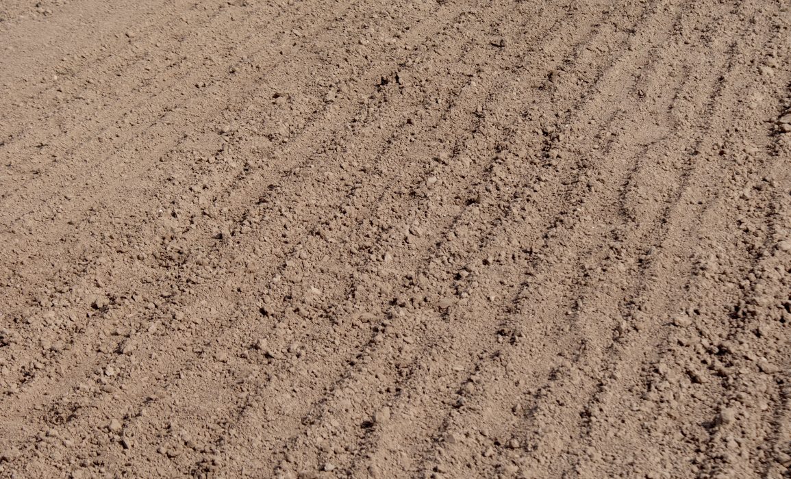 freshly sown flax rows on the river clay seedbed