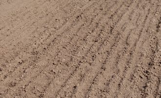 freshly sown flax rows on the river clay seedbed