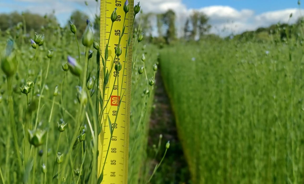 the average height of the flax field at bloom, photo courtesy of christoffel de bruine