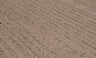concentration during sowing paid off – neat rows of flax emerged