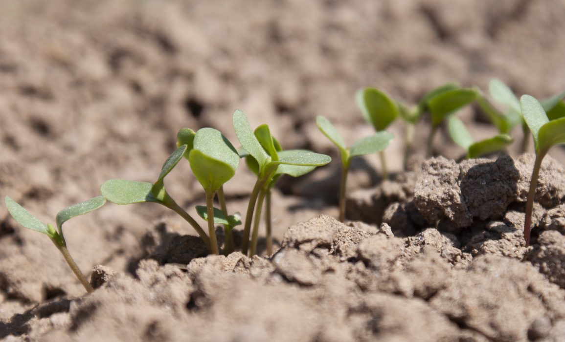 close up of the linen stewards’ flax seedlings 11 days after sowing