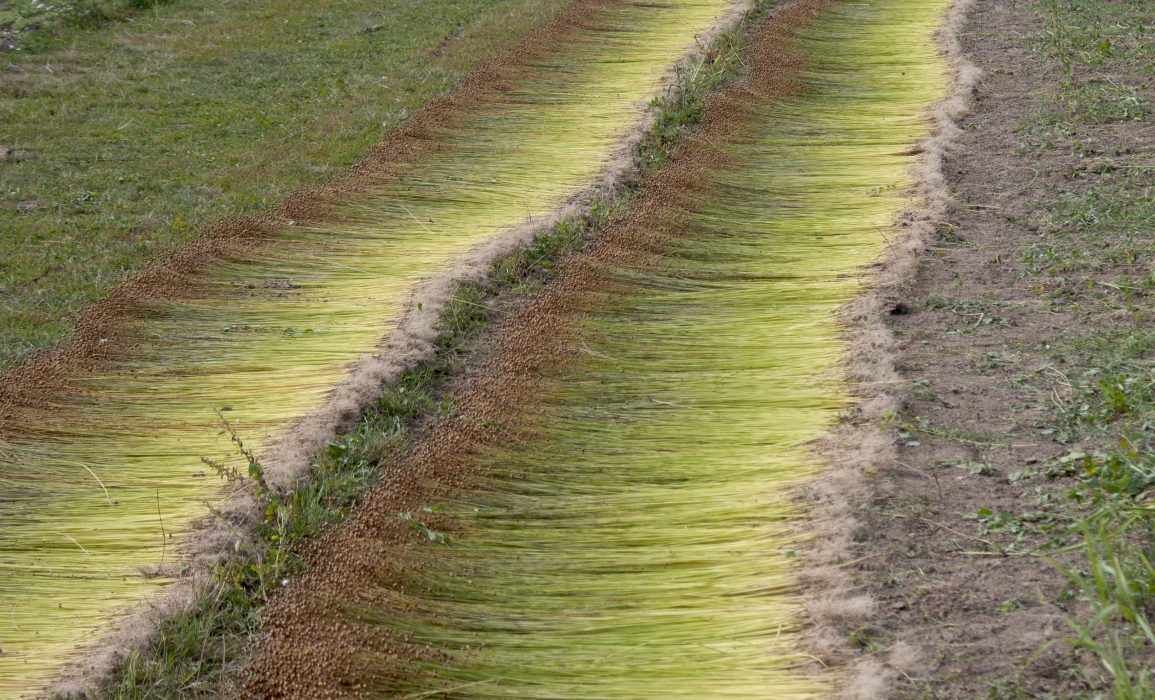 freshly pulled flax laid out in spreads along the field
