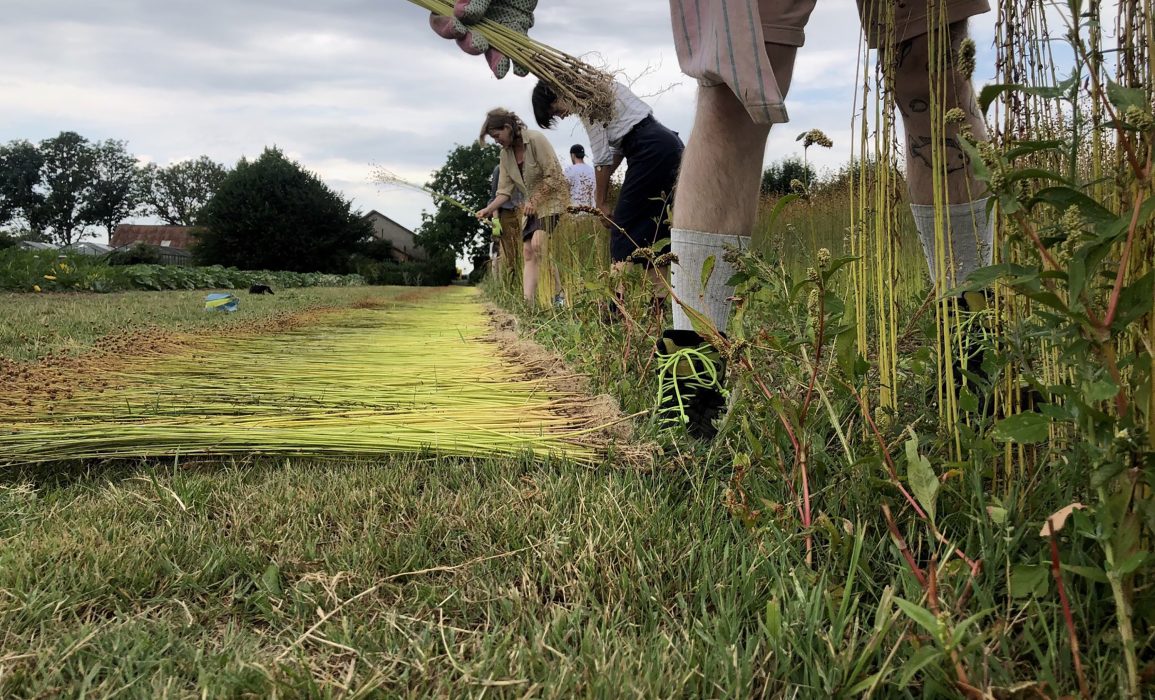 laying out the first flax spread