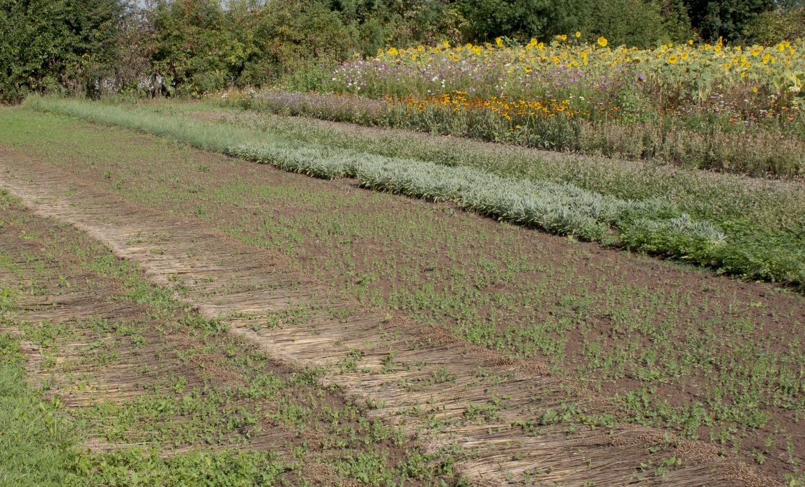 the retting flax reconnecting with the soil; loose seeds starting to germinate