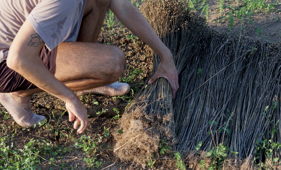 rolling the retted flax to form sheaves