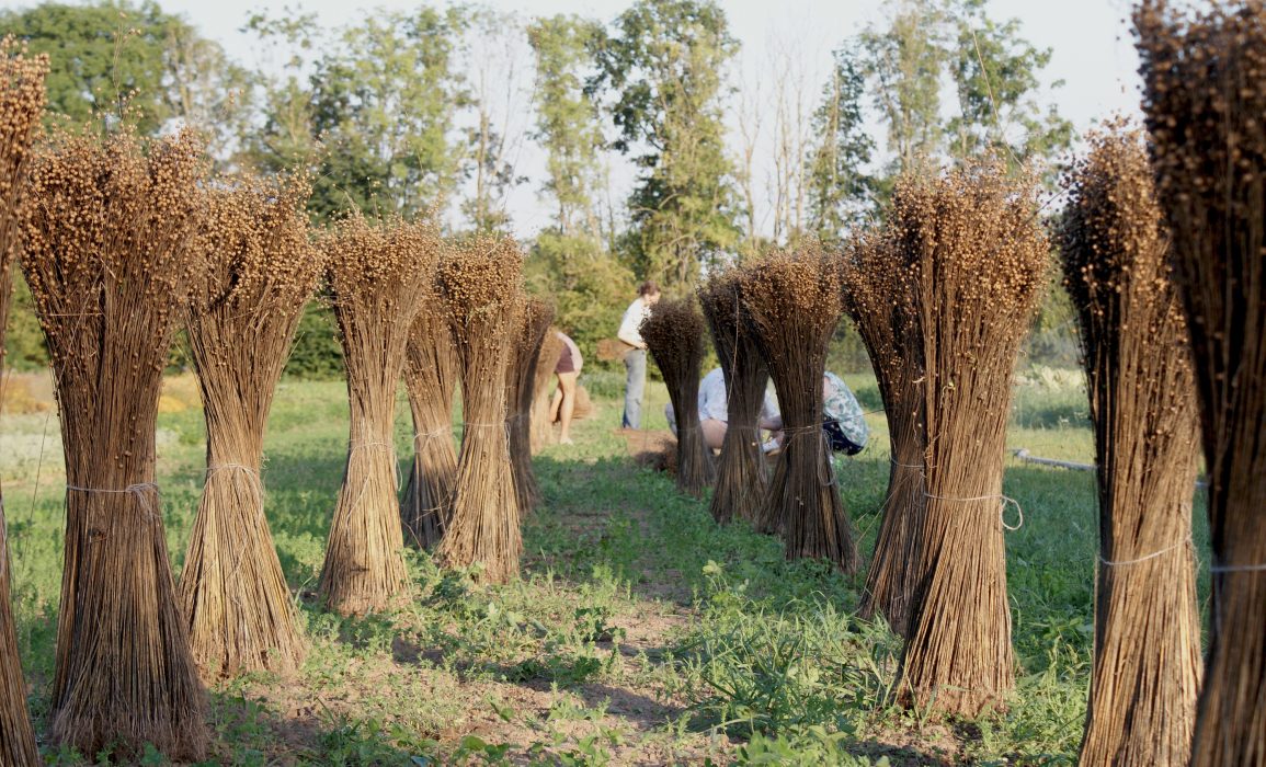 flax sheaves air out on the cleared field 