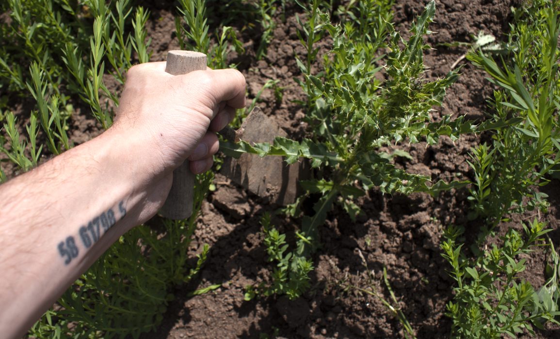 cutting out the thistles with a weeding blade 