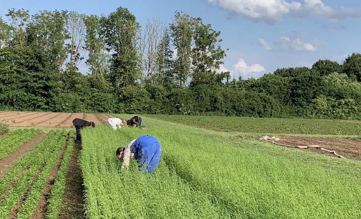 the second weeding session took place mid june