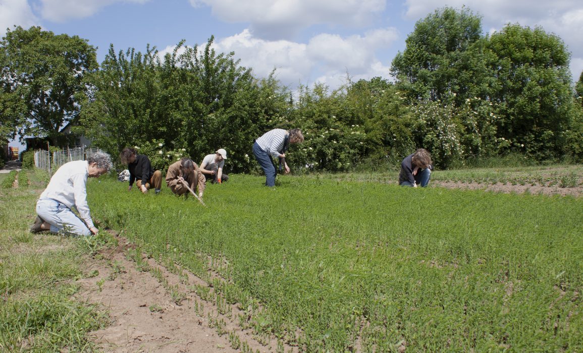the first weeding session took place at the end of may