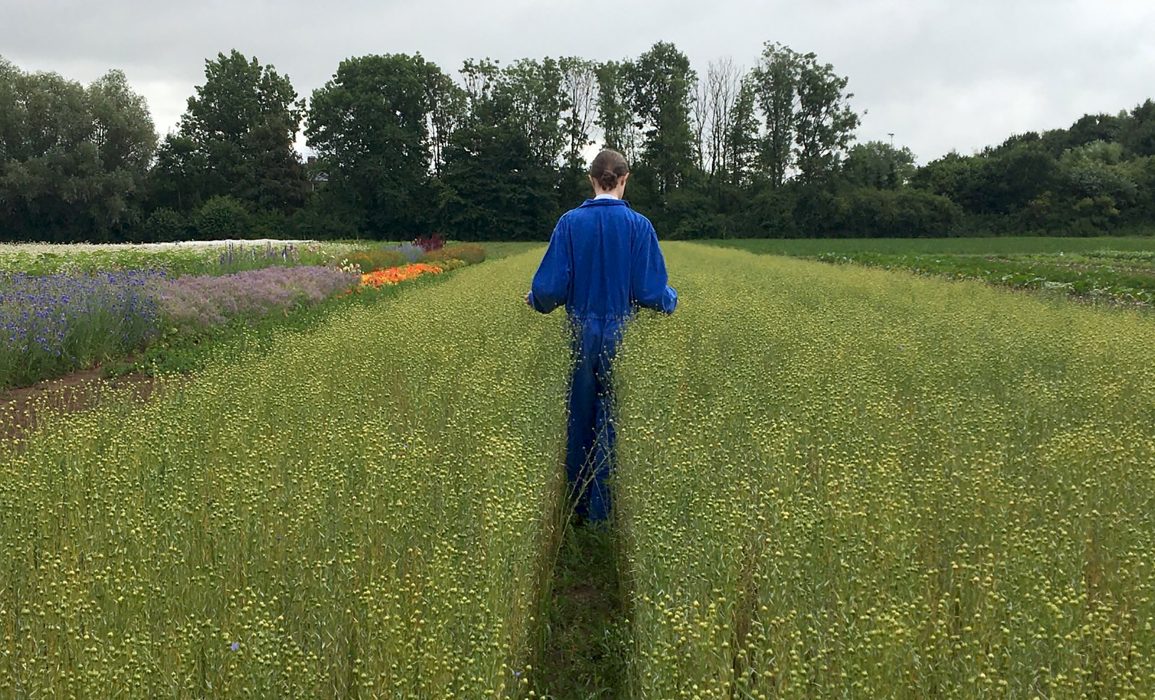 seed pods forming in early july signal the approaching harvest 