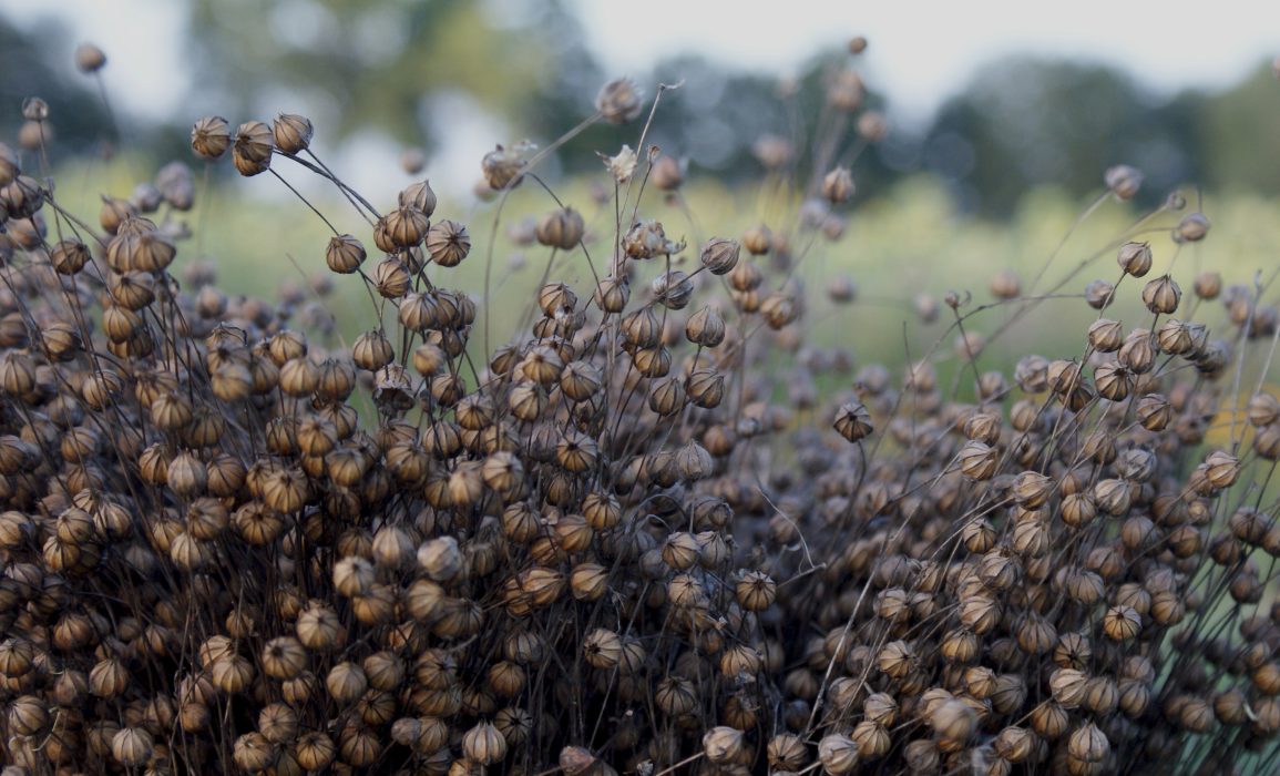 dried seedpods ready to be rippled