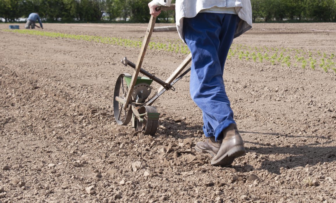 the stewards took turns pushing the seed-drill