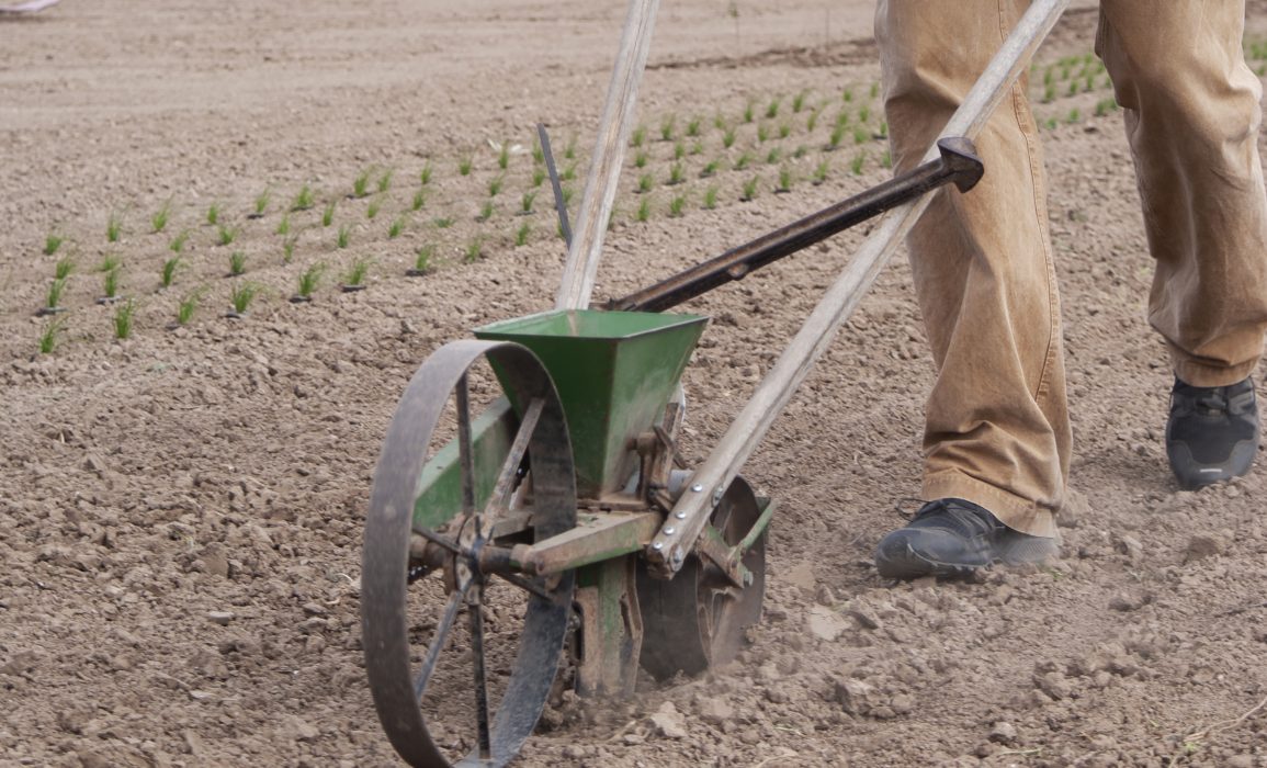the seed-drill cuts a groove for the seeds to fall into
