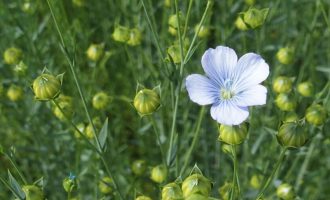 Flax in bloom – day 79 after sowing