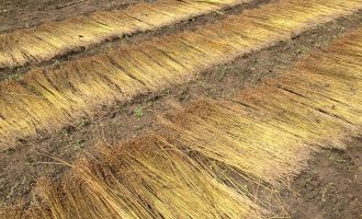 dew retting flax – day 107