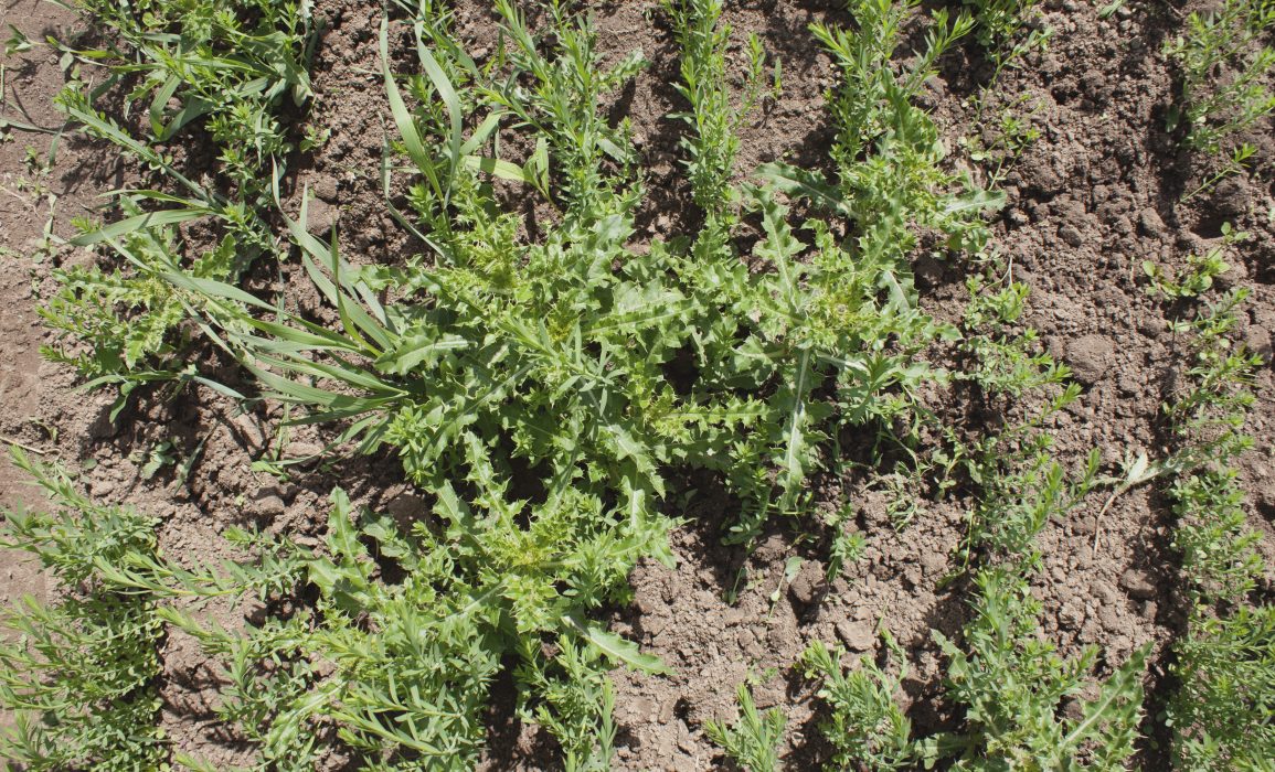 field thistle, grass and saltbush are a common occurrence early on