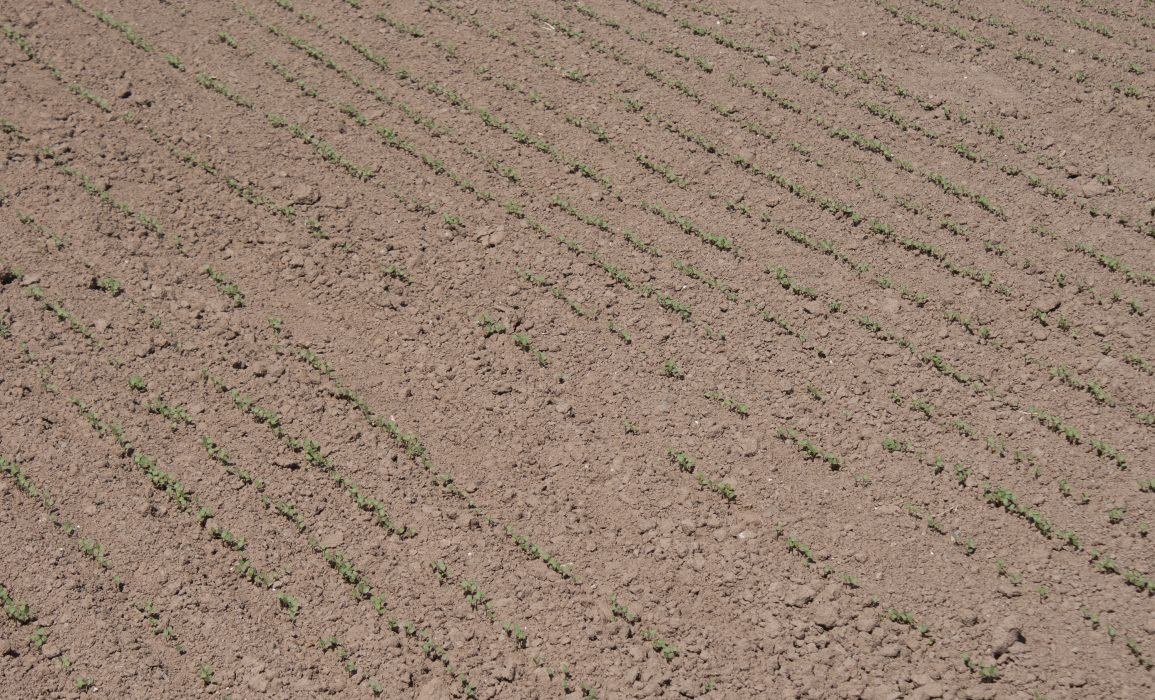 concentration during sowing paid off – neat rows of flax emerged