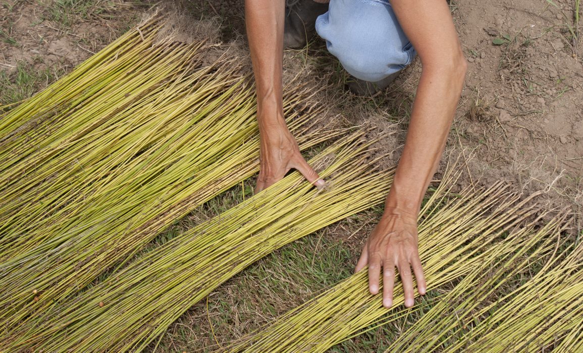 spreading the flax into an even two-knuckle-thick layer